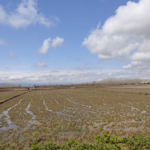 زمین کشاورزی