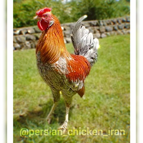 مرغ و خروس گلین لری