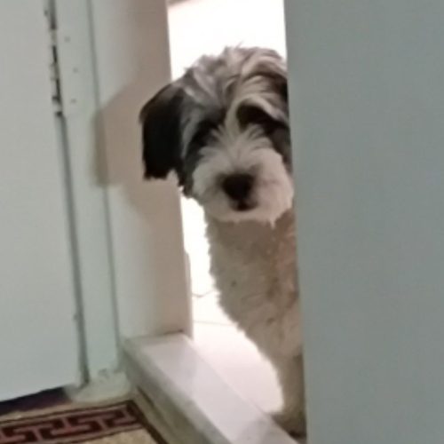 سگ میکس تریر