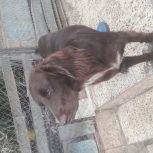 فروش سگ شکاری فوقلاده