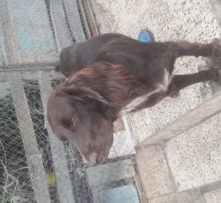 فروش سگ شکاری فوقلاده