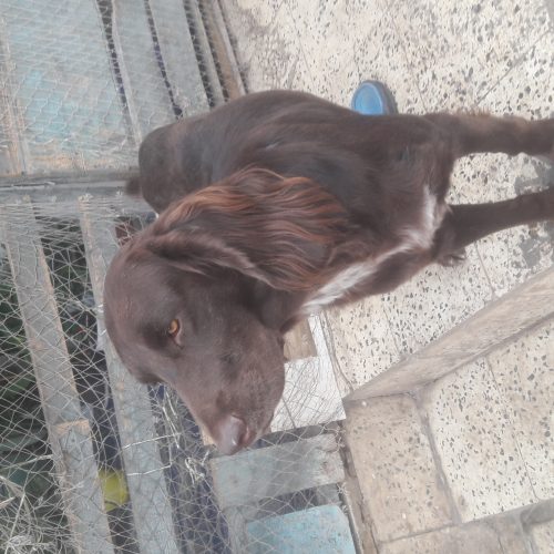 فروش سگ شکاری فوقلاده