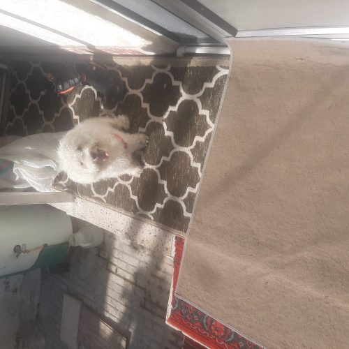 واگذاری سگ تریر