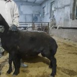 قوچ قزل افشار اصل