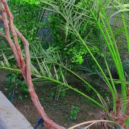 فروش یک باب منزل در روستای رحمت آباد سوران