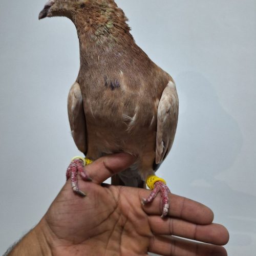 سرور گرفتنی