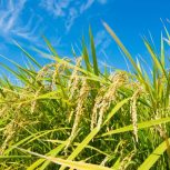 زمین کشاورزی 1245متر