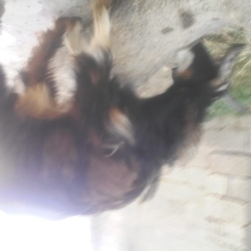 کهره نر وماده