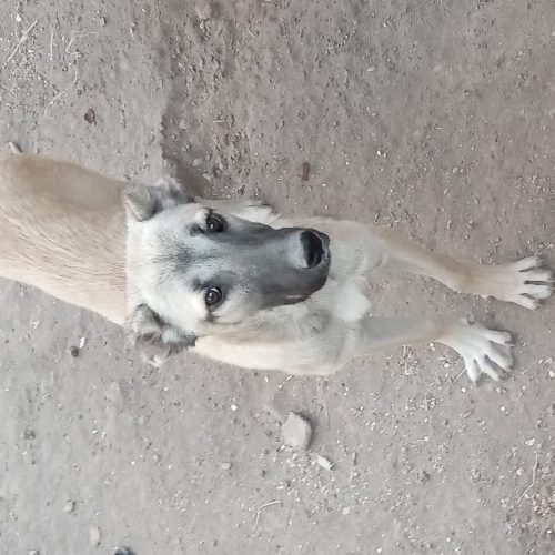 سرابی اصیل پنج ماهه