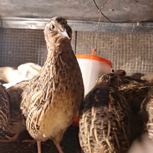 بلدرچین گوشتی