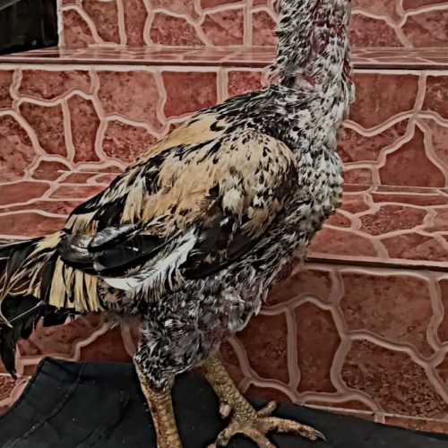 خروس لاری صابونی