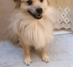 واگذاری اشپیتز خرسی