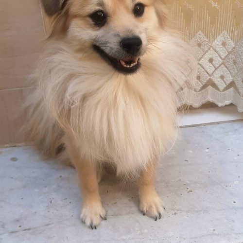 واگذاری اشپیتز خرسی