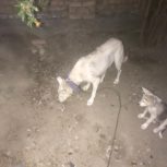 سگ میکس ژرمن هاسکی