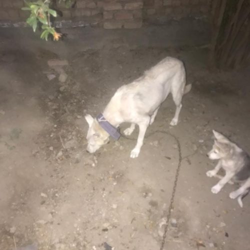 سگ میکس ژرمن هاسکی