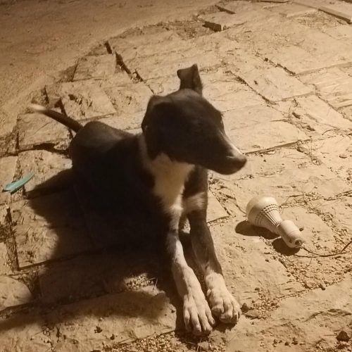 سگ بومی عقیم شده واکسن زده رایگان