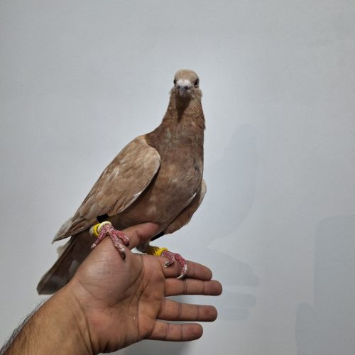 سرور گرفتنی