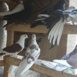 پرنده کبوتر