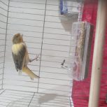 پرنده قناری