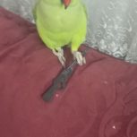 پرنده ملنگو سخنگو