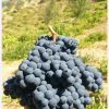 فروش انگور سیاه دیمی کاملا ارگانیک