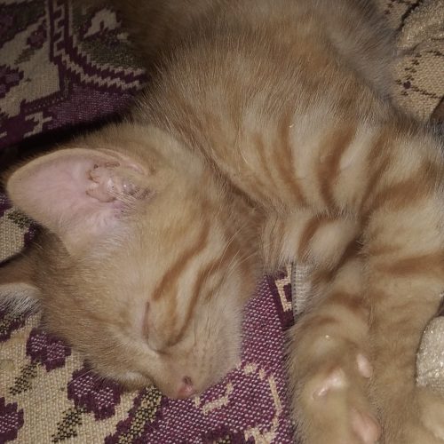 واگذاری گربه