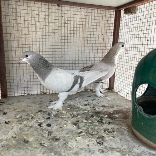 کفتر نقره ای