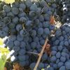 فروش انگور سیاه دیمی کاملا ارگانیک