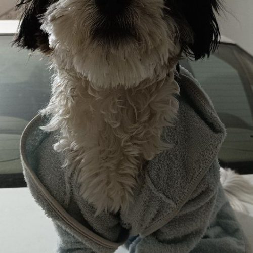 سگ میکس تریر