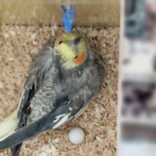 عروس هلندی نرو ماده