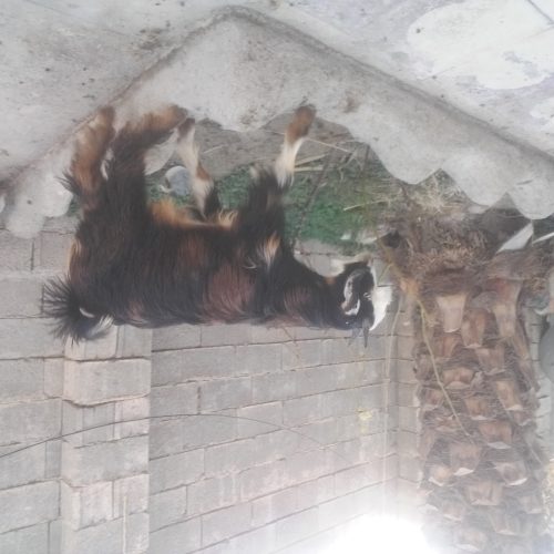 کهره نر وماده