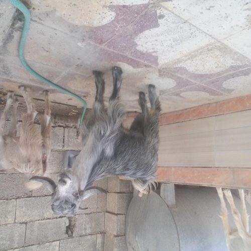 کهره نر وماده