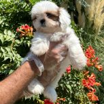 شیتزو واگذاری