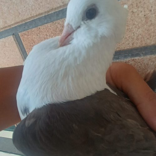 کبوتر خوشونه