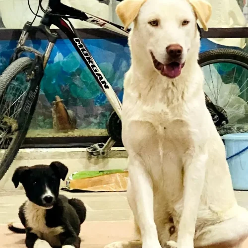 سگ بومی عقیم شده واکسن زده رایگان