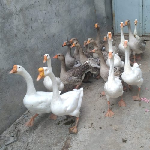 غو چینی و غاز محلی