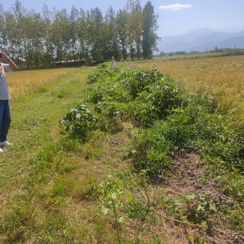 زمین کشاورزی