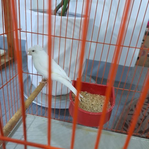 قناری وبلبل