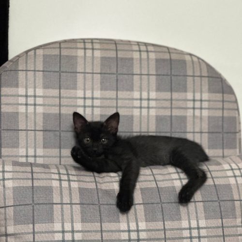 واگذاری گربه مشکی 2 ماهه ، دی اس اچ