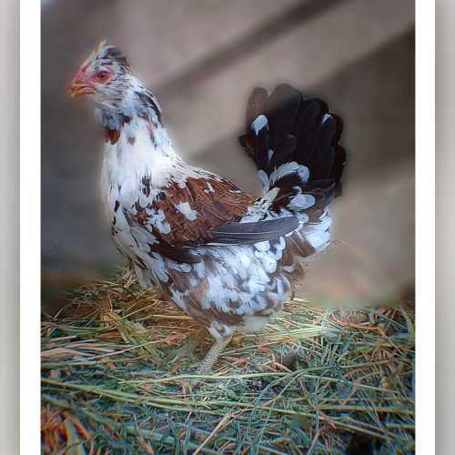 مرغ و خروس گلین لری