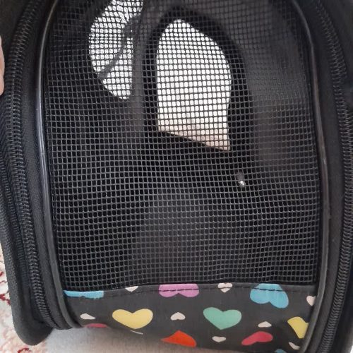 کیف حمل حیوانات خانگی