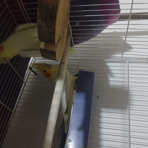 جفت عروس هلندی لوتینو