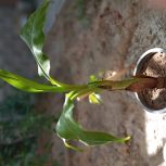 درخت موز که تازه ریشه زده است