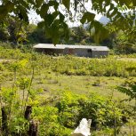 اجاره 160متردامداری همراه با 1650 متر محوطه