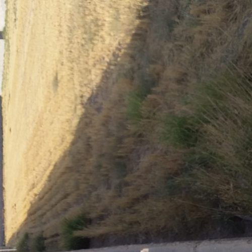 زمین باغی وکشاورزی