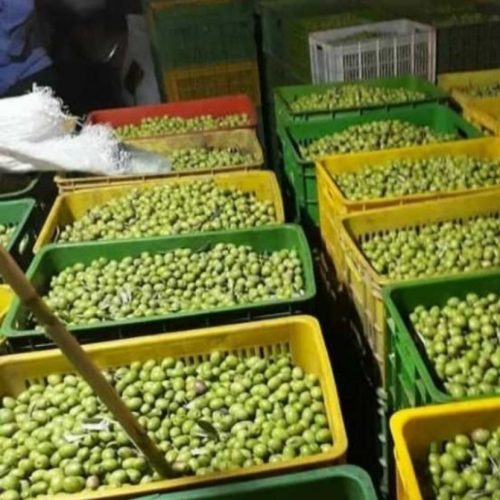 فروش محصولات طارم