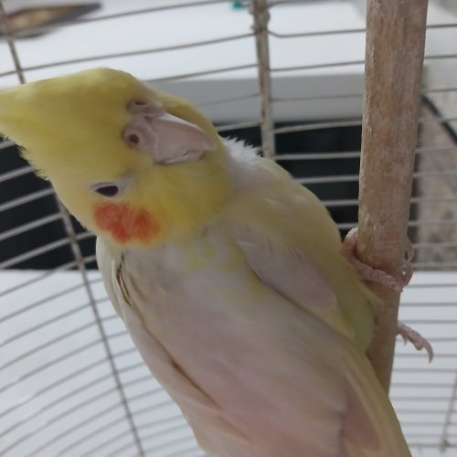 عروس هلندی سرحال نر