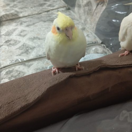 عروس هلندی ماده