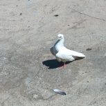 کبوتر خوشونه