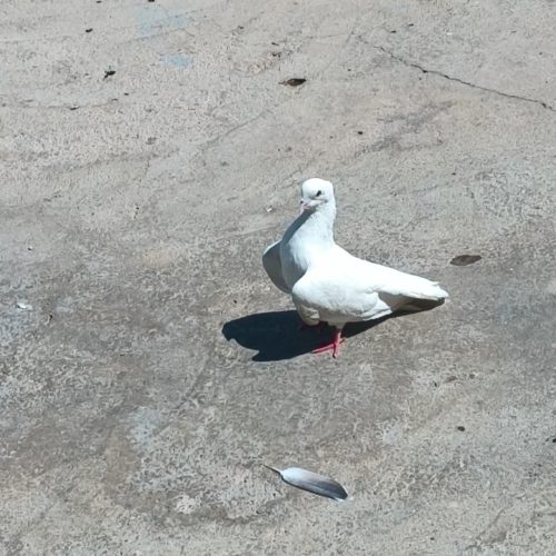 کبوتر خوشونه